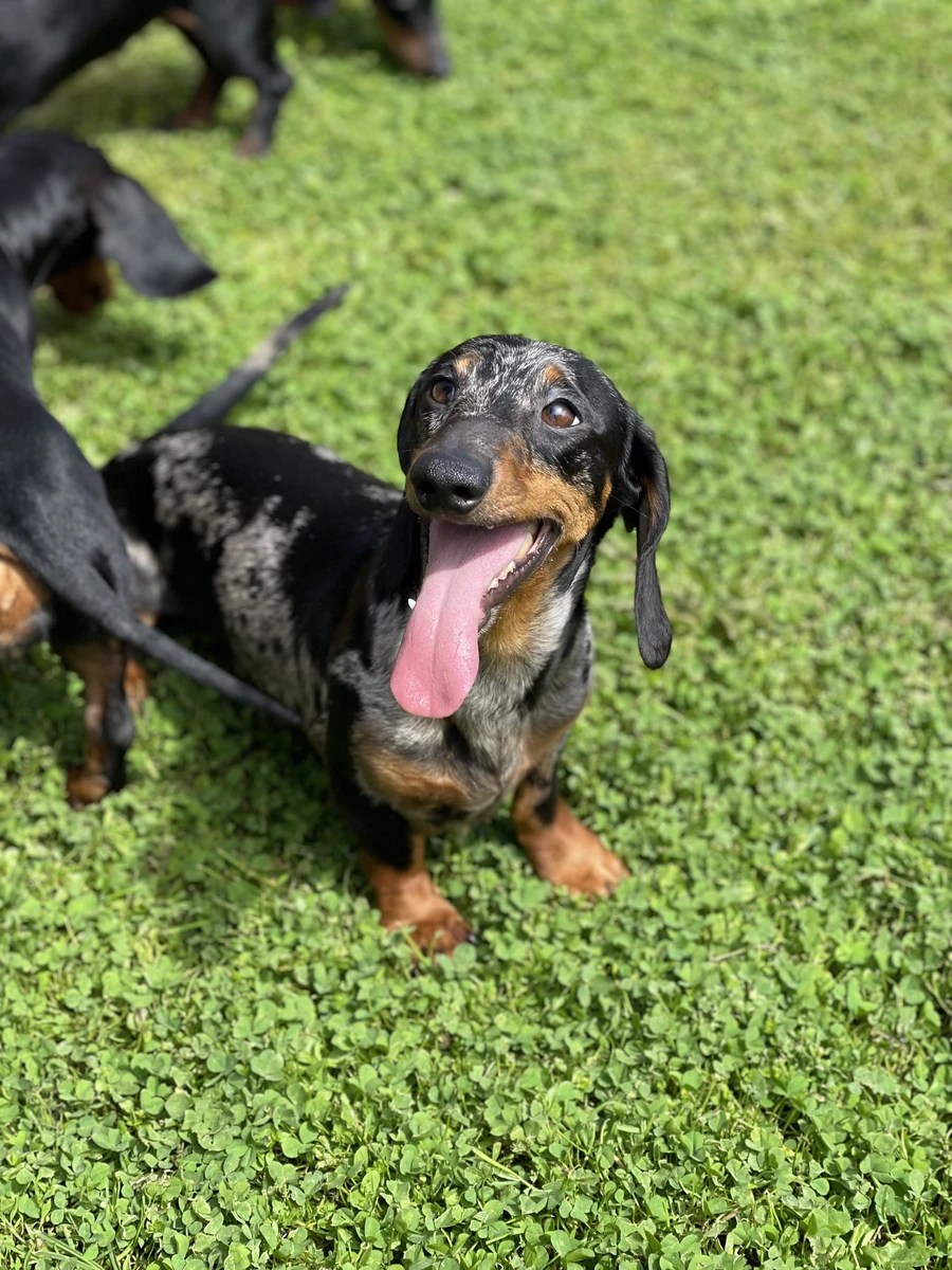 Why Does My Dachshund Lick So Much? Coots at Eversden