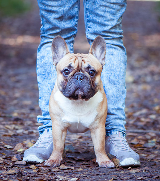 Veterinarian in Cookeville, TN Copeland Veterinary Hospital