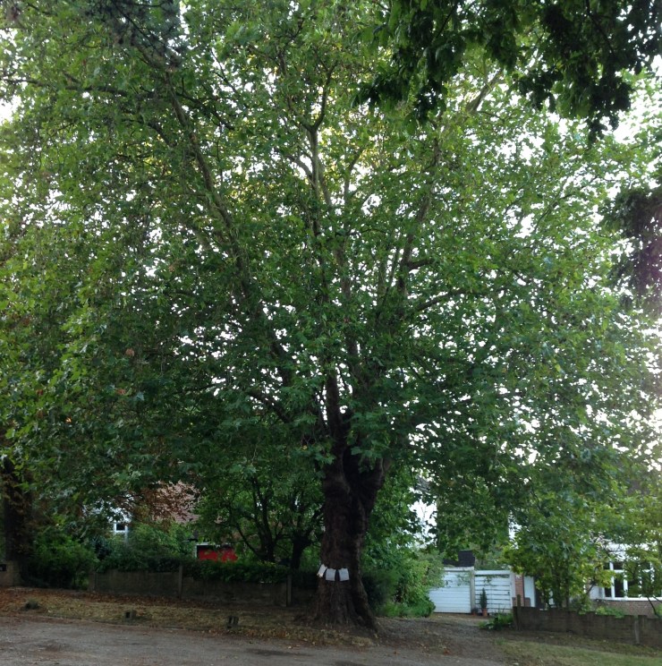 Heritage Tree on The Avenue gets Tree Protection Order