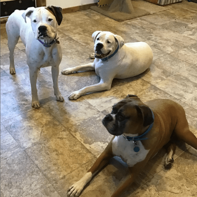 Copper Creek Kennels A quality kennel for your furry friends.