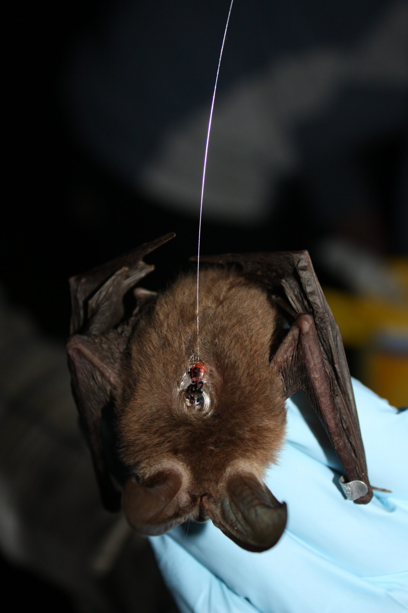 Virginia BigEared Bat Spring Migration Eastern Kentucky « Copperhead Environmental Consulting