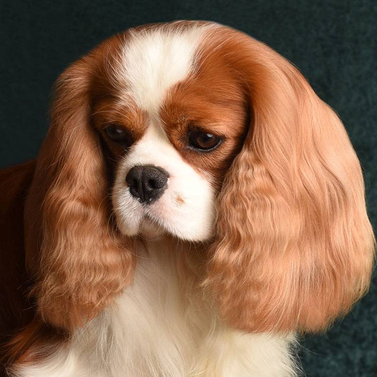 Cavalier Breeder in PA Copper Lee