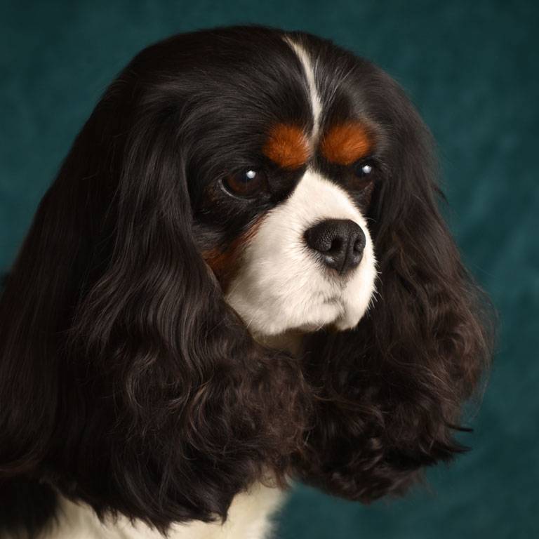 Cavalier Breeder in PA Copper Lee