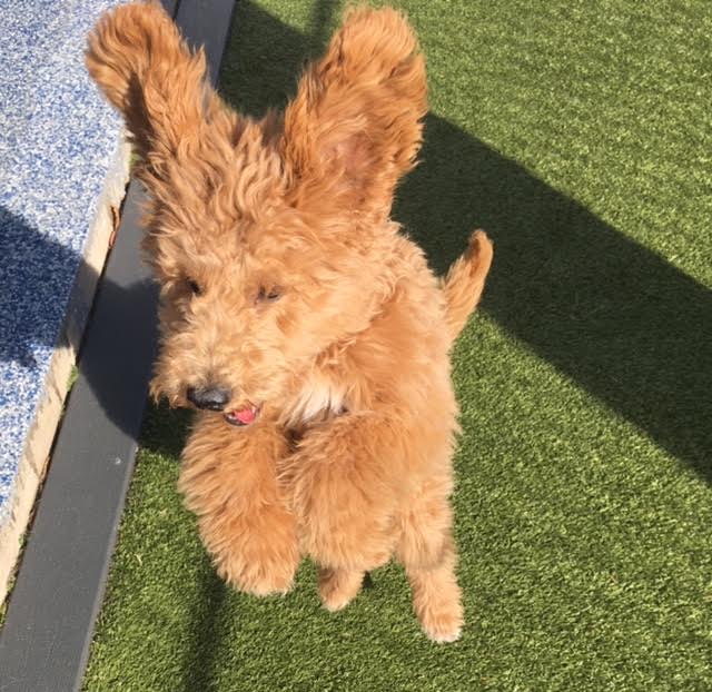 Maryland F1B Mini Goldendoodles Copper Oaks Goldendoodles