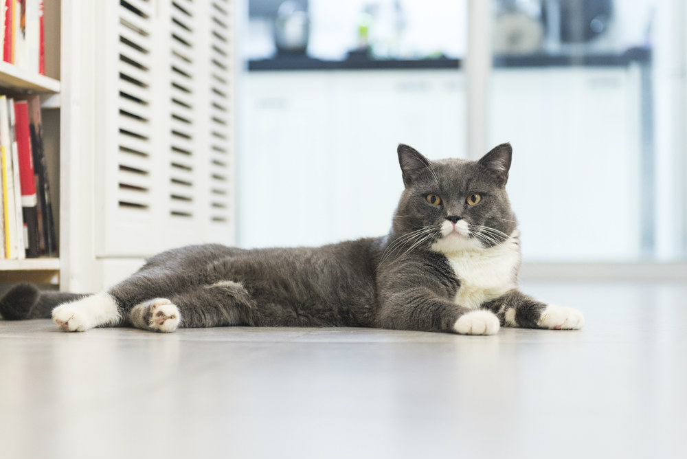 Cats protect newborns against asthma Danish researchers COPSAC