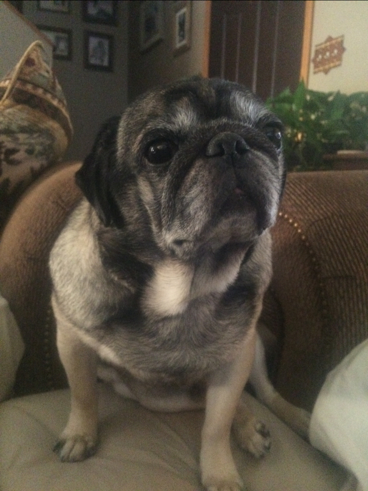 Otis Colorado Pug Rescue