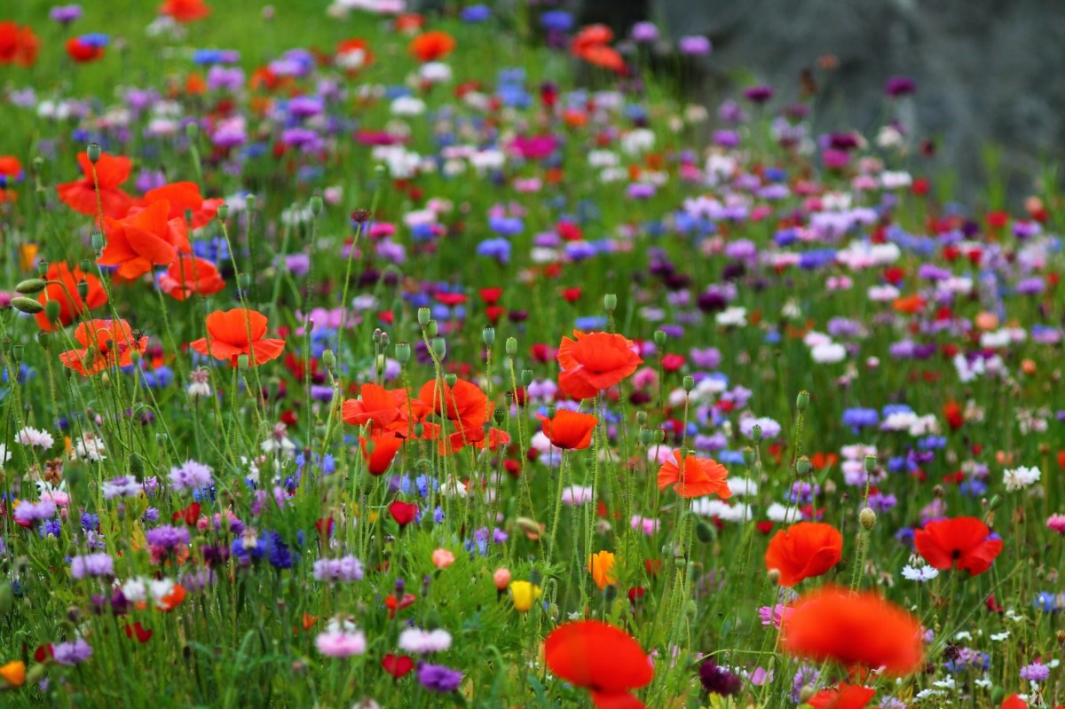Flowery Language COPYWISER