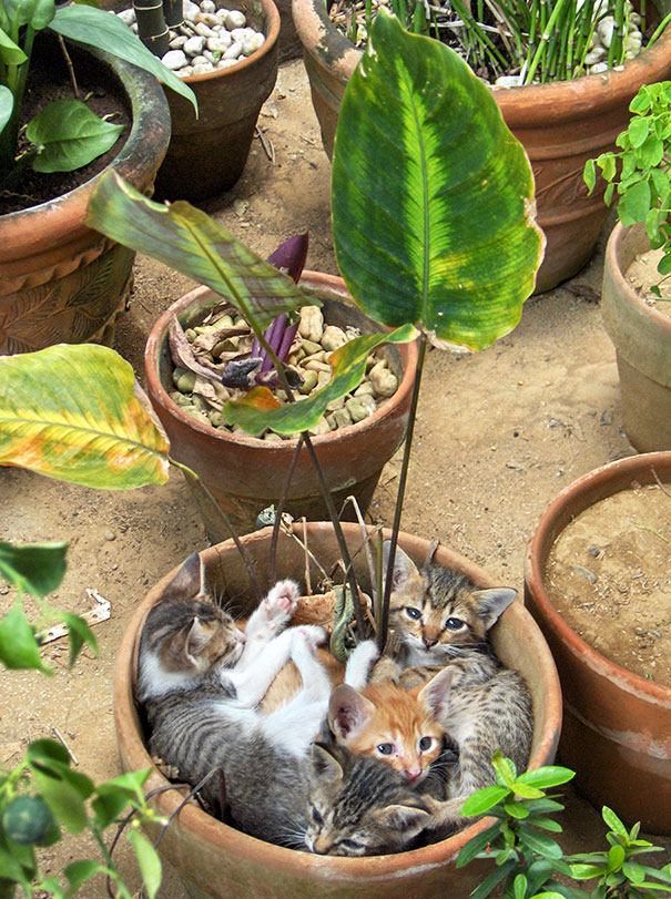 Ces chats se prennent pour des plantes vertes. trop migon