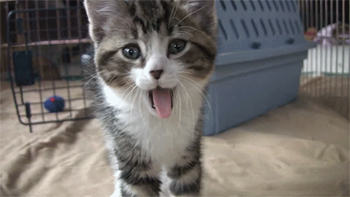 Découvrez les 10 choses qui prouvent que votre chat est