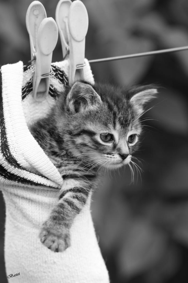 Les plus belles photos de chats Cocktail