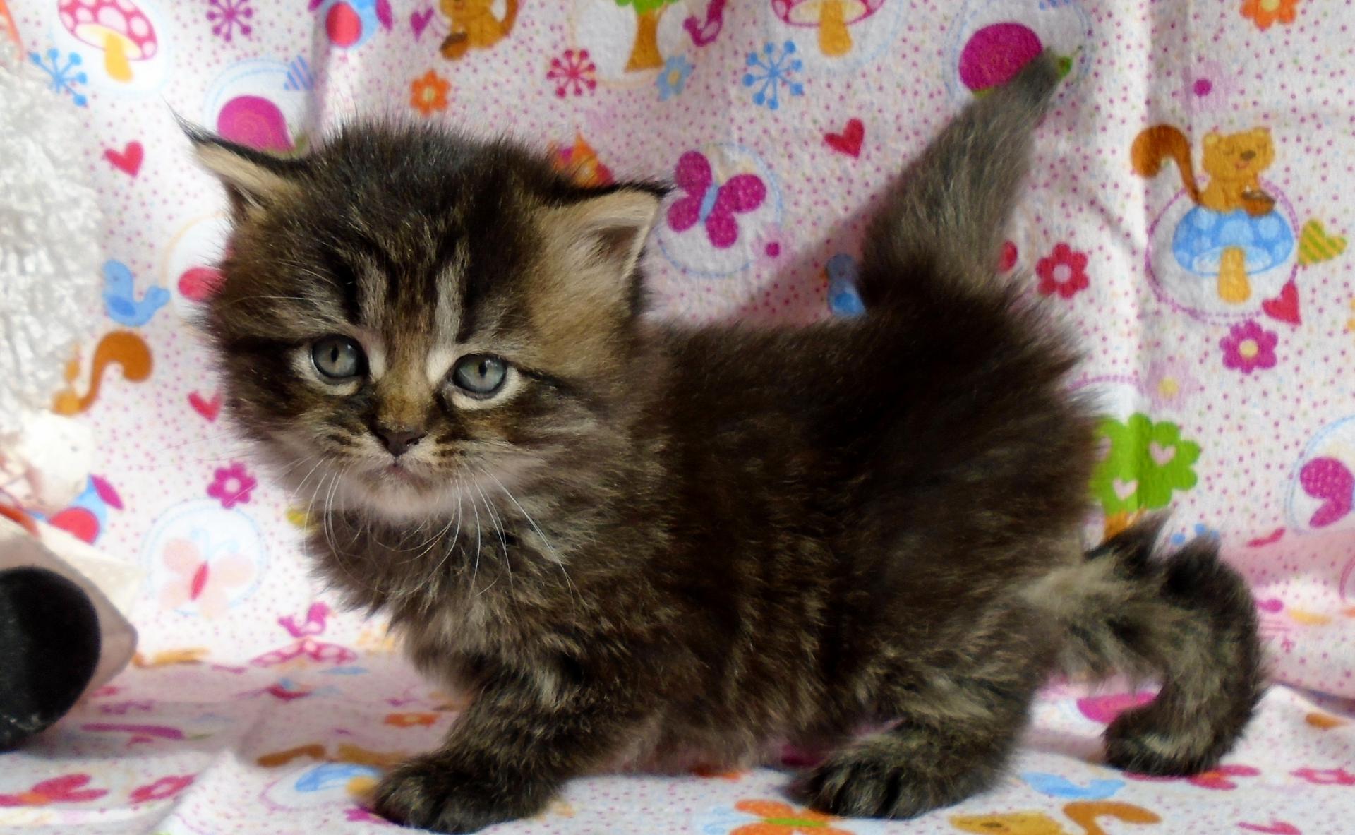 Voici le "munchkin" l’unique race de chat qui reste bébé toute sa vie