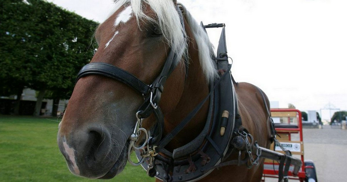 Ce cheval devra paître plus loin car cela dérange le