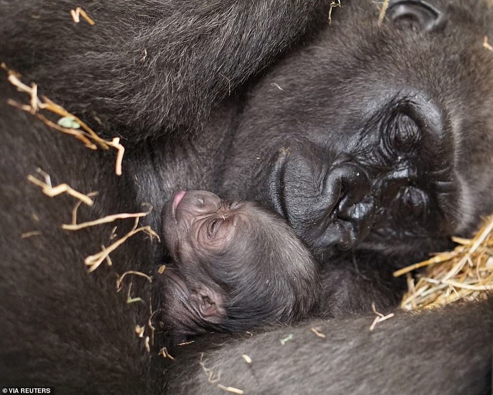 Un adorable bébé gorille retrouve sa mère après sa