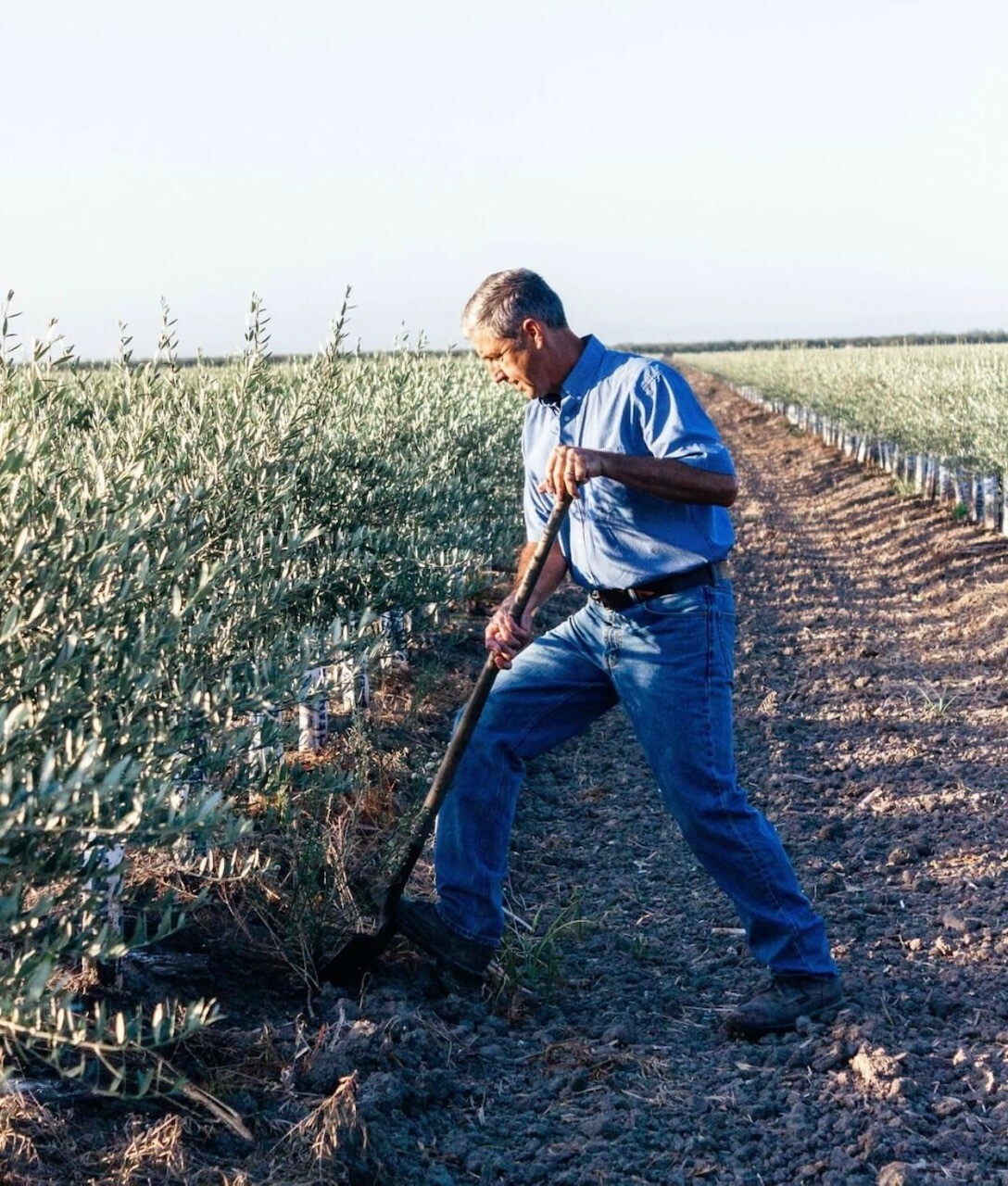 Press Kit California Olive Ranch California Olive Ranch