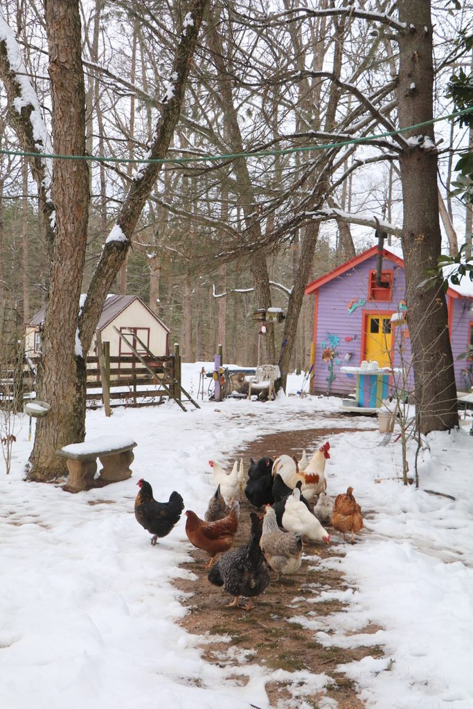 Early February Red Dirt Farm and Studio