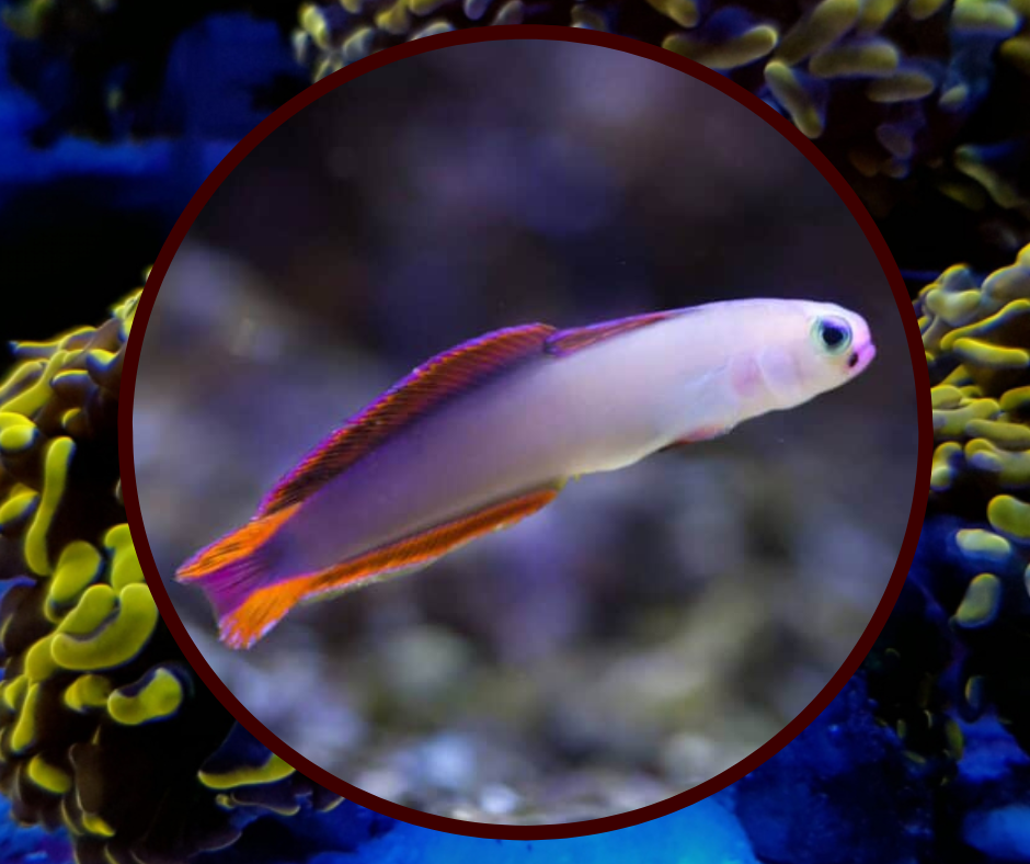 Purple Firefish Corales y Peces