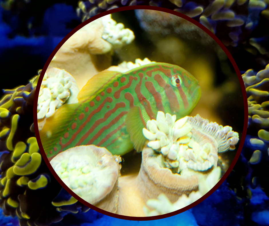 Green War Paint Clown Goby Corales y Peces