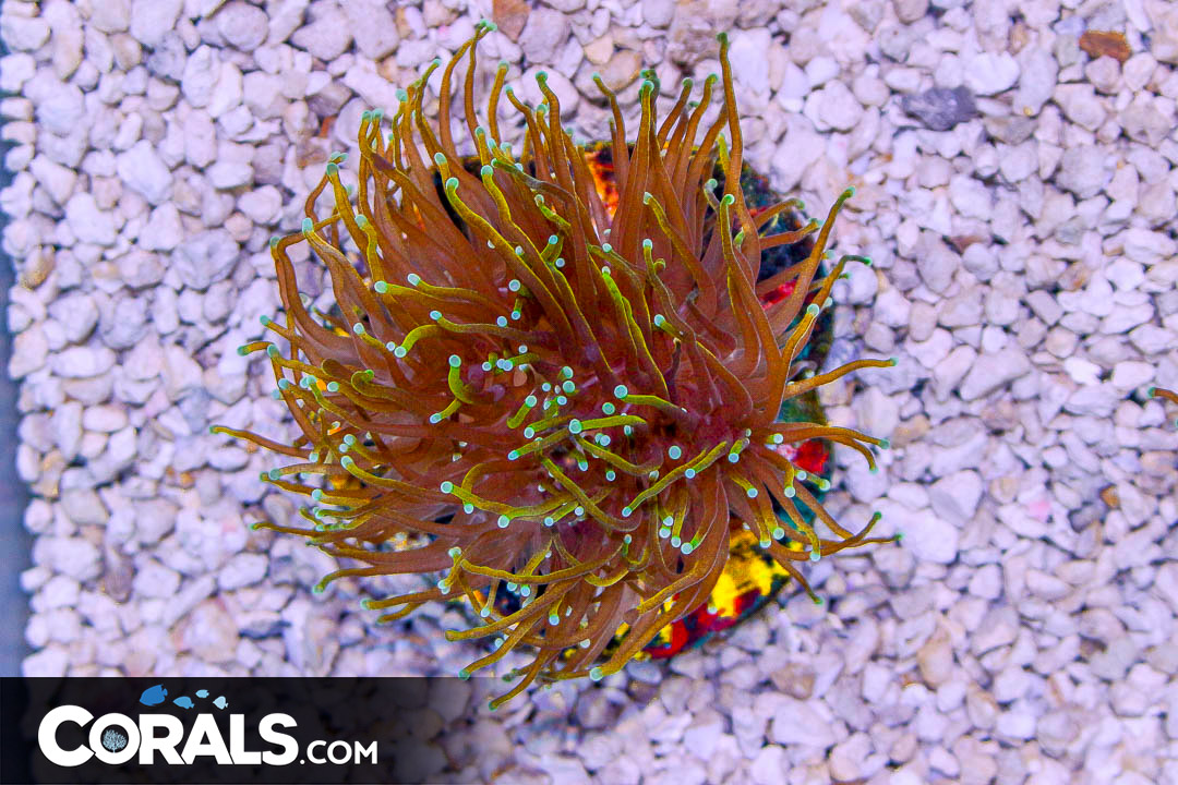 GOLD TORCH Indonesia COLLECTOR’S CORAL RARE 5