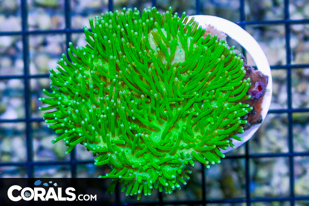 Toadstool Leather Indo BRIGHT NEON POLYPS!
