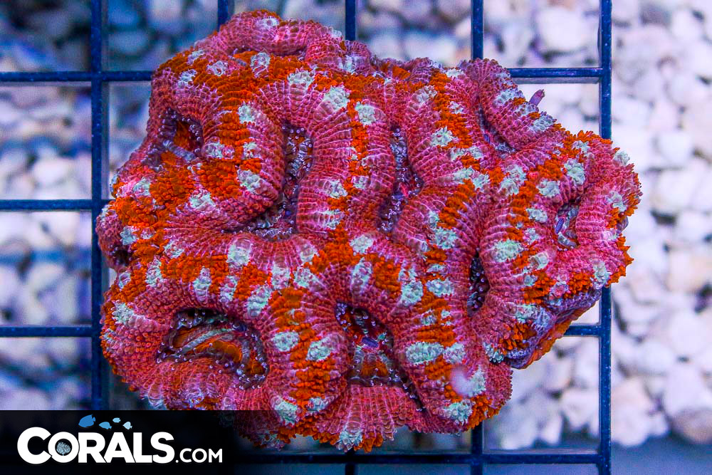 Acan Lord Australia CANDY CANE!