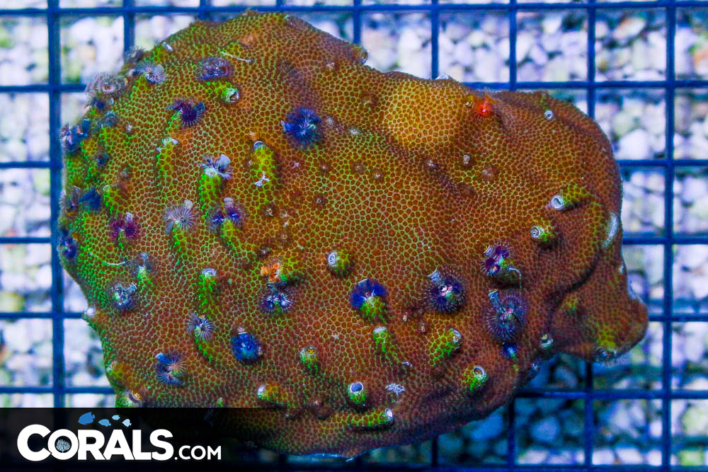 Christmas Tree Worm Rock Indo Invert Hosting in Coral/Rock (Small