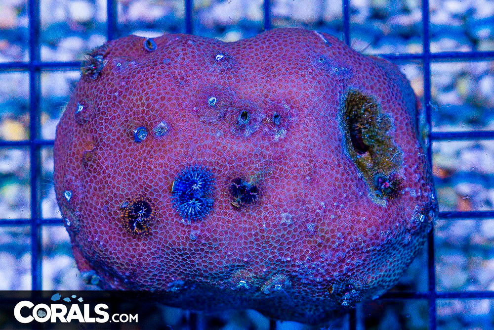 SMALL Christmas Tree Worm Rock Indo Invert Hosting in Coral/Rock