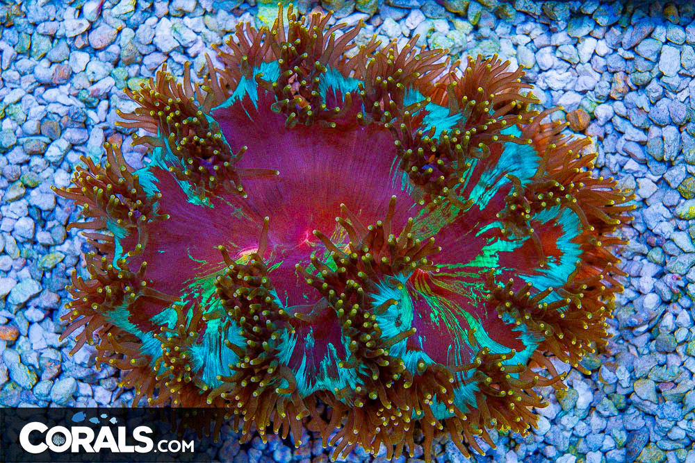 RARE SUPER ULTRA TIP Elegance Indonesia Collector’s Coral! (BLUE