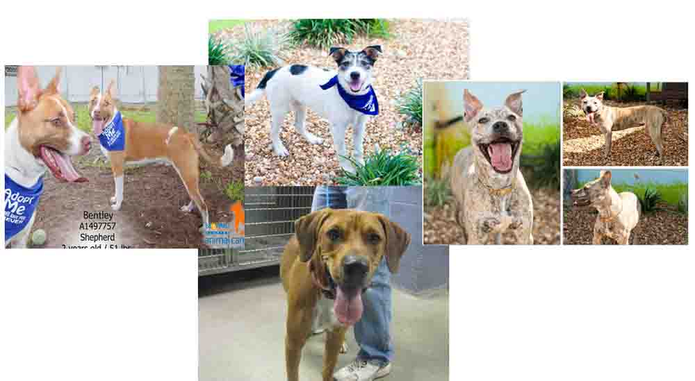 Breeders Beware Permits Now Required in Broward County