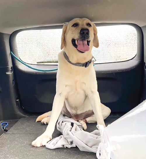 This Labrador Was Taken To the Shelter for 'Being Too Big' Now Needs a