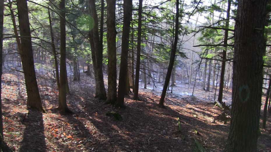 About Coram Deo Farm