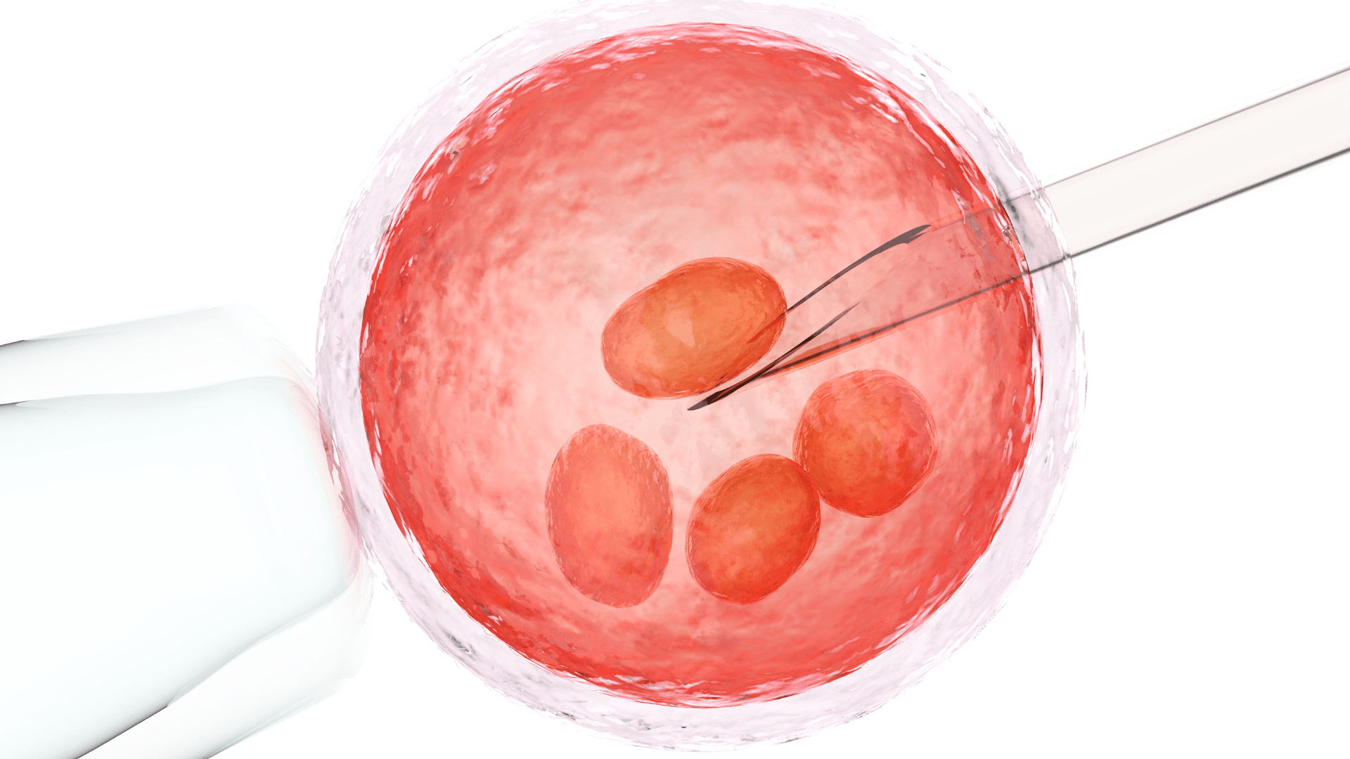 The Roe Reversal Implications for Frozen Embryos in Texas Corbett