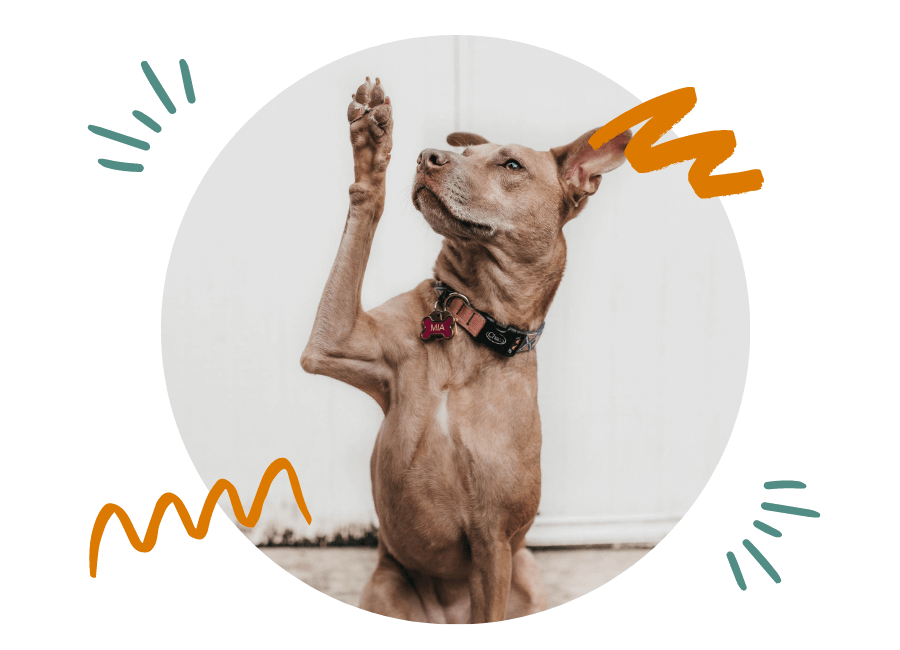 Corbin, KY Veterinary FAQs Corbin Animal Clinic