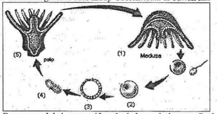 Perhatikan gambar daur hidup Coelenterata di bawah&hellip;