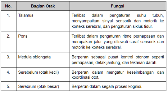 Jembatan varol merupakan tempat penyebaran serabut&hellip;