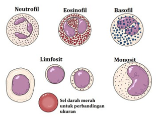 Perhatikan jenis leukosit berikut! Jenis leukos&hellip;