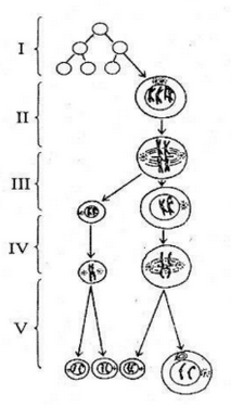 Perhatikan diagram oogenesis! Pembelahan mitosi&hellip;