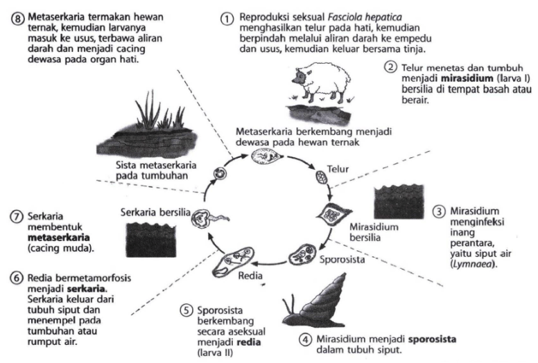 Perhatikan siklus hidup cacing hati (Fasciola hepa&hellip;