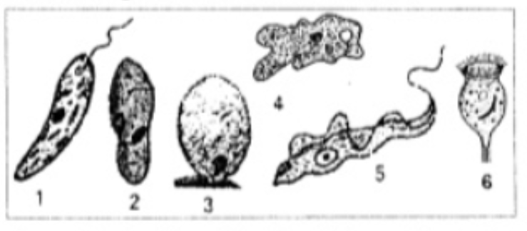 Perhatikan gambar Protozoa berikut ini: Anggota&hellip;