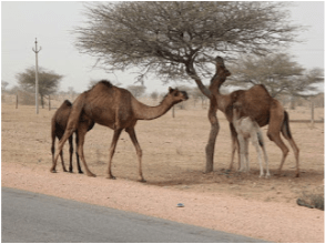 Perhatikan gambar berikut! Ciri khusus yang &hellip;