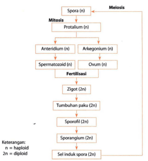 Berikut ini fase-fase perkembangbiakan tanaman yan&hellip;