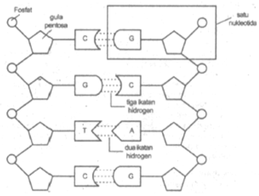 Perhatikan gambar struktur molekul DNA! Susunan&hellip;