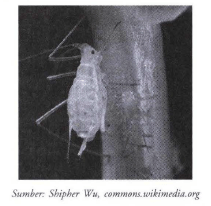 Perhatikan gambar berikut. Serangga pada gambar&hellip;