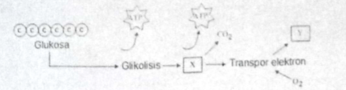 Berikut ini adalah bagan tahap respirasi aerob dan&hellip;