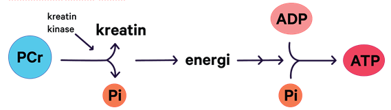 Sumber energi otot yang berperan dalam kontraksi o&hellip;
