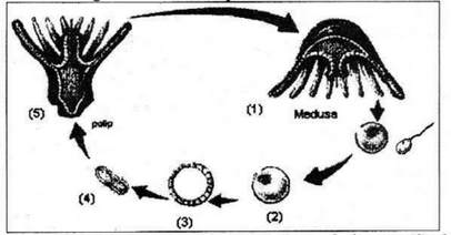 Perhatikan gambar daur hidup Coelenterata di bawah&hellip;