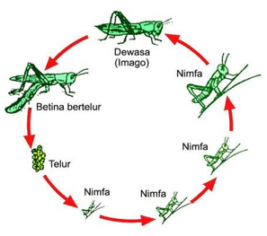 Urutan metamorfosis pada belalang adalah…