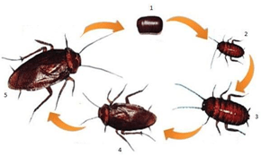 Berdasarkan gambar di atas, nimfa ditunjukkan oleh&hellip;