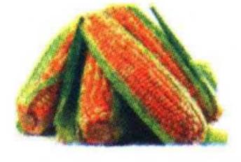 Jagung dalam sistematika diberi nama ilmiah Zea ma&hellip;