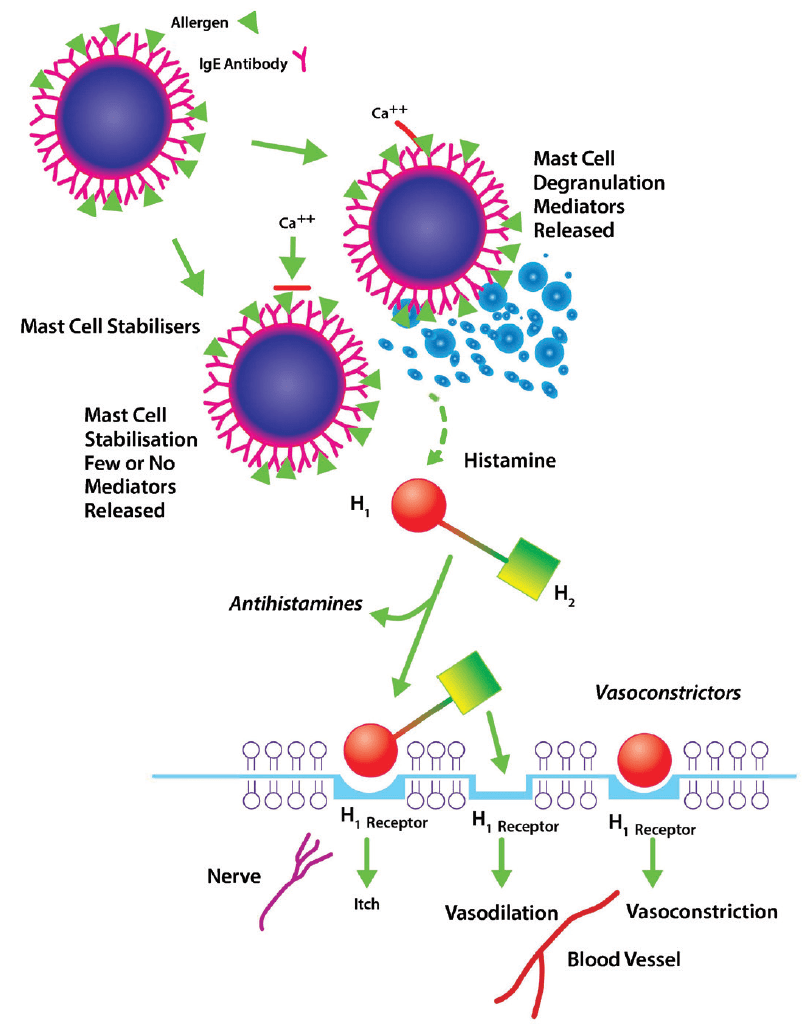 DualAction Topical Medications for Ocular Allergies Available Over the