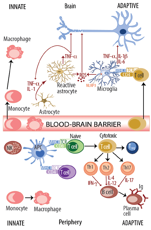 Neuroinflammation in Parkinson Disease Practical Neurology